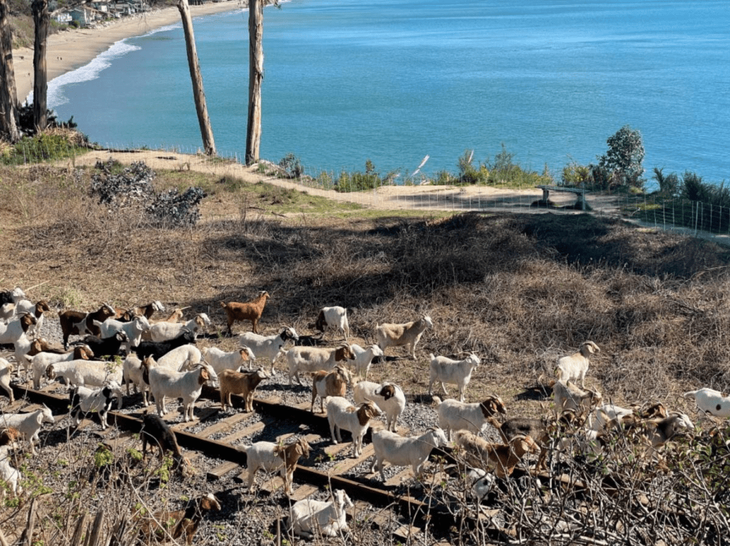 Goats return for vegetation control along Santa Cruz Branch Rail Line ...