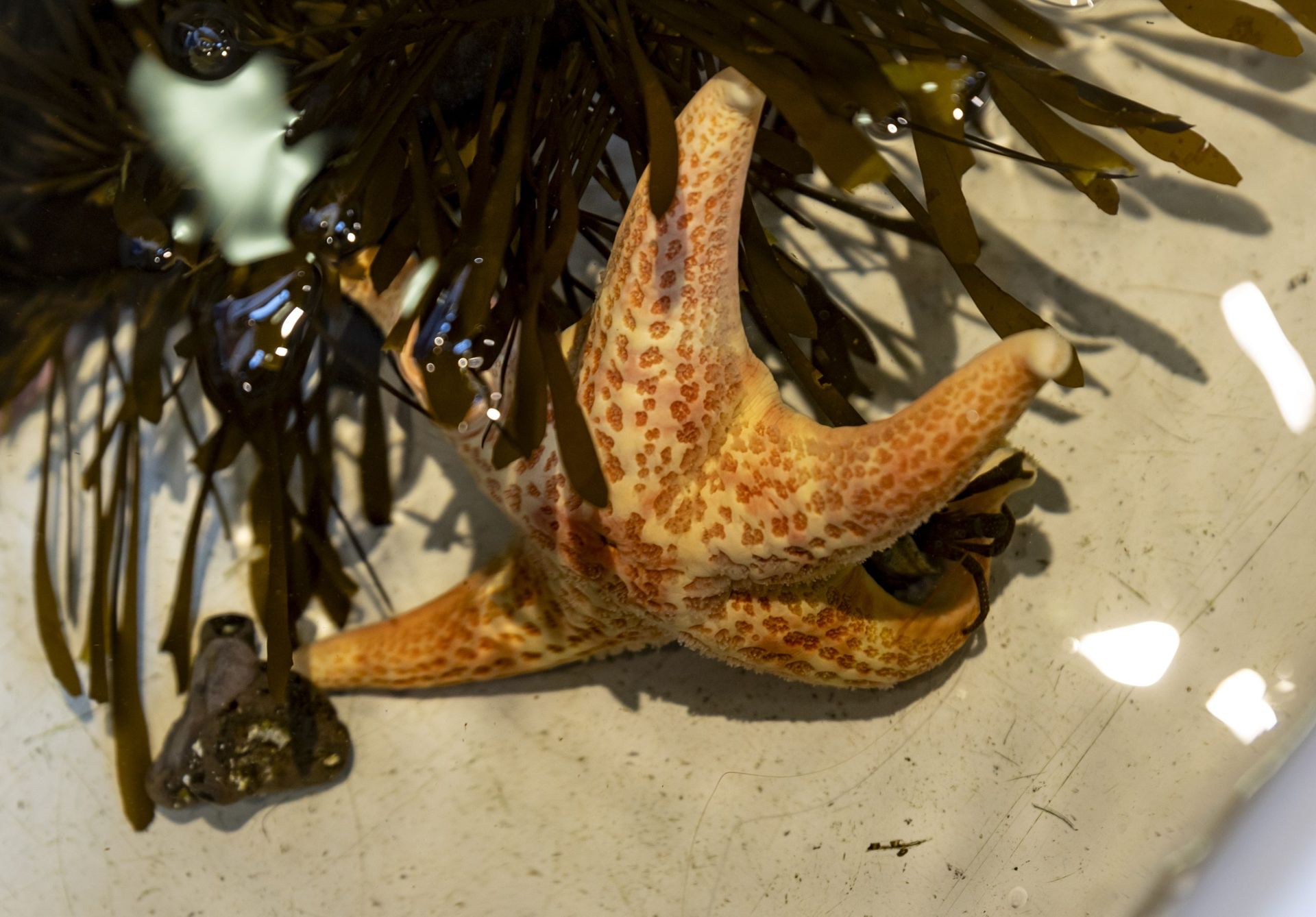 ‘A giant leap forward,’ UCSC expert says of breakthrough in mass starfish ...