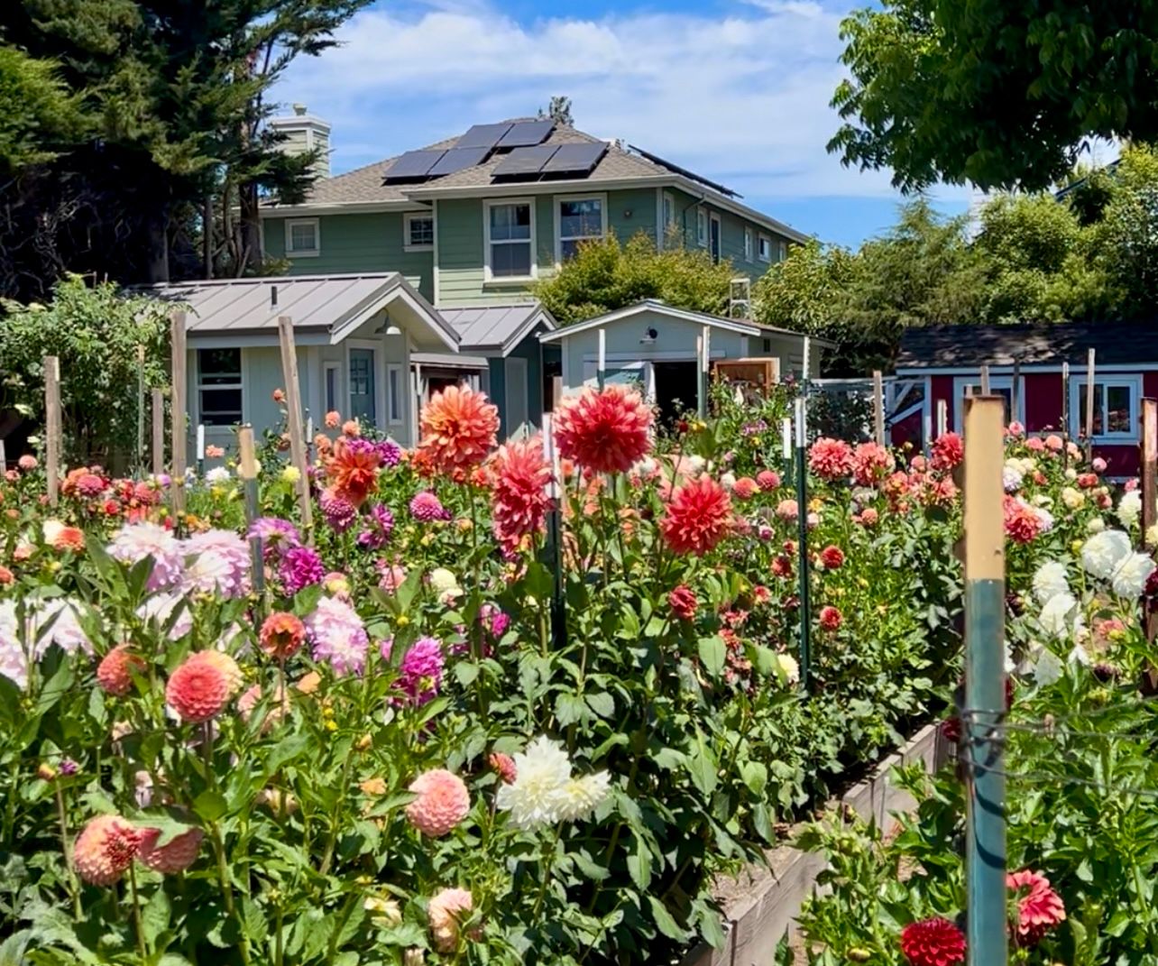 Eaters Digest: Dahlias at Dynomite Farm