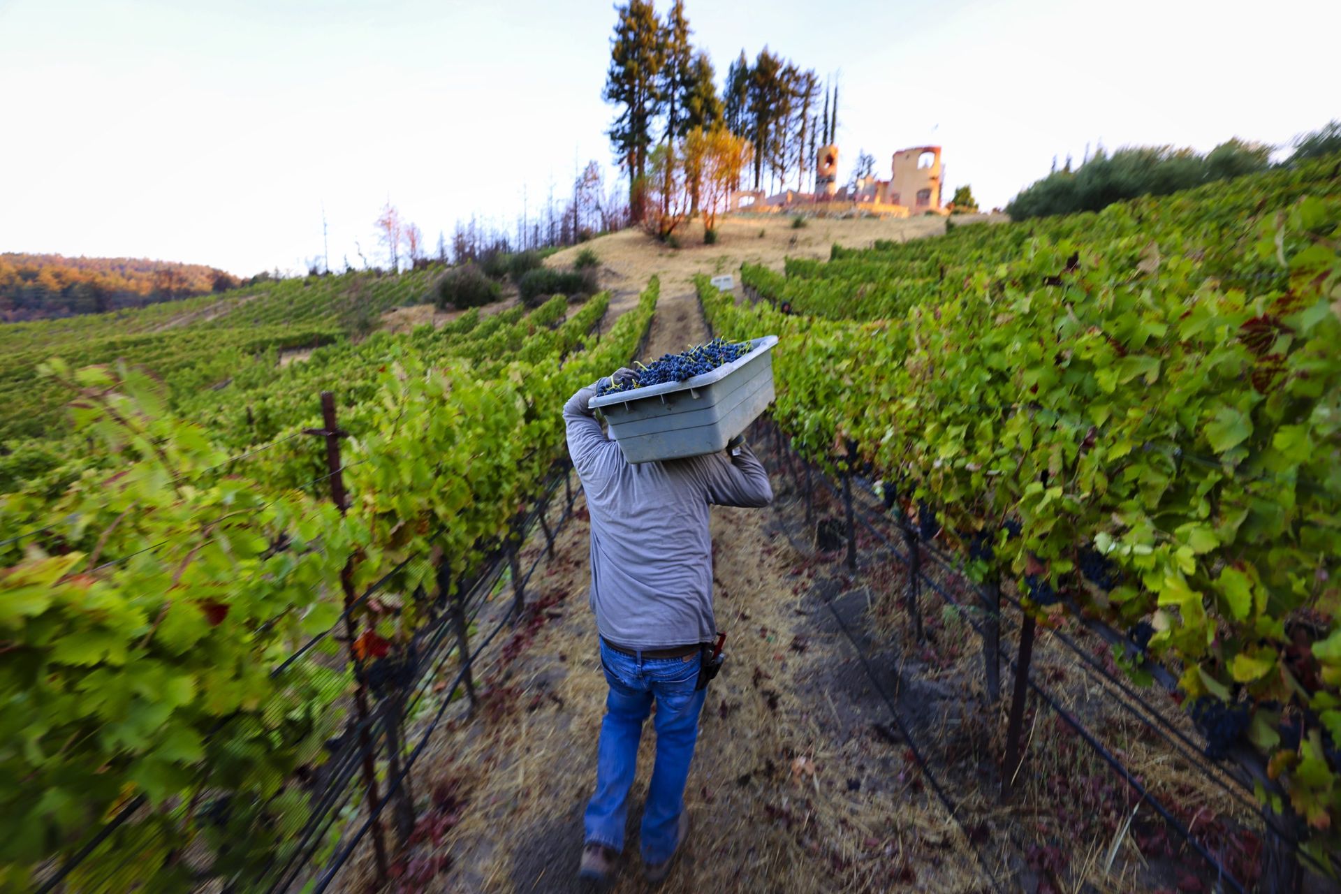 From fire to fallout: CZU's lasting impact on Santa Cruz County's wine ...