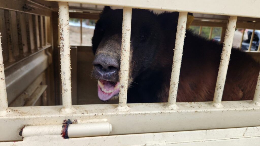 Colorado Springs Fire Department, Colorado Parks & Wildlife remove bear ...